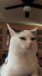 Poe went missing near our home by the outdoor area, possibly in the  neighbor behind Lincoln Rd. It was really cold last night, so he might be  hiding in warm spots like