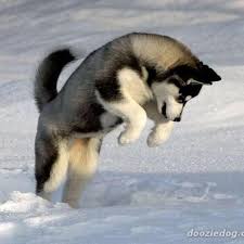 Puppyfinder.com is your source for finding an ideal siberian husky puppy for sale in usa. Siberian Husky Puppies For Sale In Md Wv Pa Va Pet Service Hagerstown Maryland 4 Photos Facebook