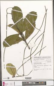 Image result for Alstonia congensis