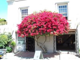 We did not find results for: The Joys Of Spring Fibre Designs Bougainvillea Tree Bougainvillea Plants