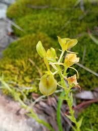 Image result for Liparis bowkeri