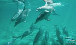 We call it an adventure cruise because at times, we may cruise in open waters outside of shoalwater bay that may be subject to seas and swell depending on weather conditions. Rockingham Wild Encounters