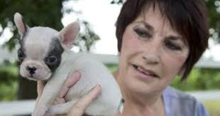 Local breeders care for tiny puppy