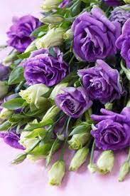 Such as on this picture, a flower bouquet with the combination of red roses and white roses. Lisianthus Beautiful Flowers Purple Flowers Purple Roses