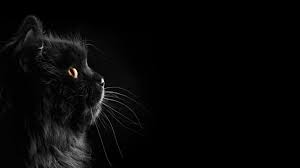 Black wallpapers, dark wallpapers, dark theme wallpapers are always the subject of interest to many computer and laptop users. Black Laptop Wallpapers Wallpaper Cave