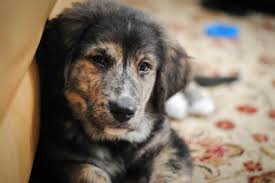 The name sennenhund is derived from the german senne (alpine pasture) and hund (hound/dog), as they accompanied the alpine herders and dairymen called senn. Bernese Mountain Dog Golden Retriever Mix Puppies For Sale Petsidi