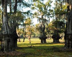 Thought new orleans is the only place to go in louisiana? Lake Bistineau State Park A Louisiana State Park Located Near Bossier City Haughton And Shreveport