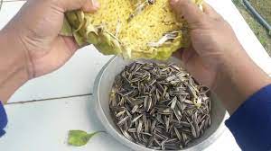 Cara menanam bunga matahari kuaci rebobiji bunga matahari yang ditanam ini adalah jenis yang berukuran besar. Hore Panen Bunga Matahari Pertama Kali Untuk Kuaci Youtube