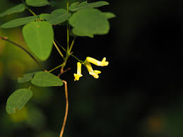 Image result for Dumasia