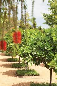 Edible Garden Pictures Gallery Garden Design Citrus Tree Garden Citrus Trees Garden Pictures