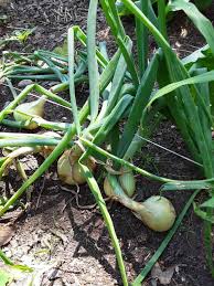 You can grow onions from seeds, from seed starts, from onion bunches or from sets. Why Are My Onions Falling Over And Drooping What It Means Greenupside