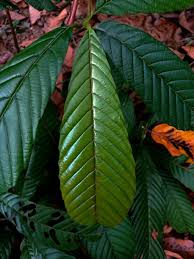 Image result for Tetracera