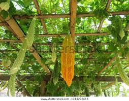 Image result for Momordica balsamina