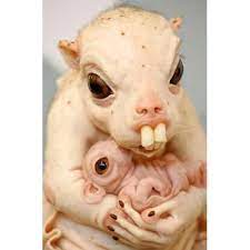 The world's ugliest animals must watch: Pin On Ugly Animals