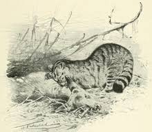 Every whereasia, africa, usa, south america, central america, canada, europe, russia,mexico, and alaska.but not in the north and south pole.wild cats live everywhere in the wilderness and in zoos. Wildcat Wikipedia Republished Wiki 2