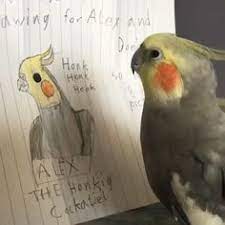 Cockatiels for sale make amazing companion pet birds because they are playful and social birds. 900 Cute Cockatiels Ideas In 2021 Cockatiel Pet Birds Parrot
