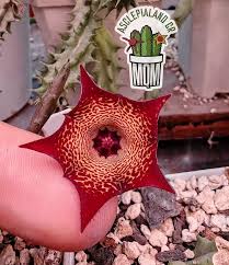 Image result for Orbea umbracula