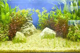 Best Products To Remove Aquarium Algae Aquarium Algae Aquarium Planted Aquarium