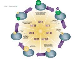 Managing The Estrous Cycle Dairy Cattle Dairy Livestock