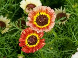 Image result for Glebionis carinata `German Flag`