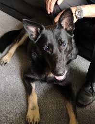 Dogs like peggy, sean and tara pay the price. Uk German Shepherd Rescue Home Facebook