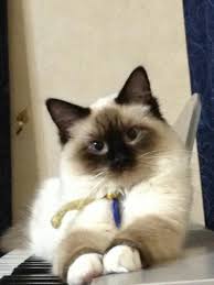 Birman Kittens For Sale Price Chocolate Mitten Ragdoll Ragdollcatschocolate Ragdoll Cat Birman Kittens For Sale Cat Care