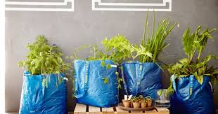 How To Garden Without A Garden Gardening For Kids Frugal Gardening Green Plants