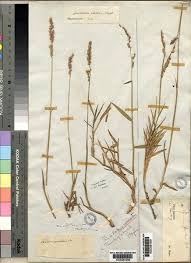 Image result for Urochloa serrata