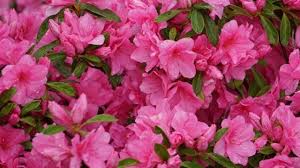 Elenco di tutti i nomi di fiori e piante.generatore di parole gratuito per il gioco nomi cose città animali. Fiori Rosa Nomi E Immagini Idee Green