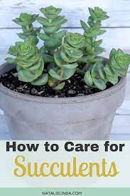 Succulents 101 How To Care For Succulents So They Can Thrive Natalie Linda Succulents Succulent Care Plant Care