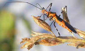 At least not to a hunter as skilled as the milkweed assassin bug, zelus longipes: Milkweed Assassin Bug Zelus Longipes Linnaeus