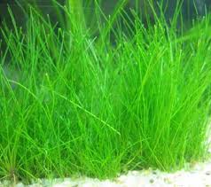 Carpet Seed ( Hair Grass) Days 14 - Youtube