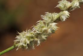 Image result for Kyphocarpa angustifolia