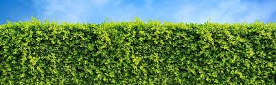 Hängende herzen, die das bild vervollständigen. Schmale Hecken Fur Kleine Garten Vivanno