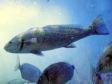 Non ho sparato subito la più vicina per diversi motivi. Ombrina Giornale Del Cibo