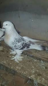 Blt Blt Adli Kullanicinin Guvercin Pidgeon Panosundaki Pin