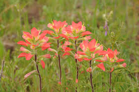 Maybe you would like to learn more about one of these? Spring Flowers In Texas Sage To Meadow
