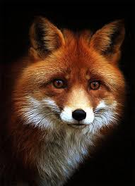 Black And Orange Fox Animal Beautiful Red Fox Portrait Cross Stitch Pattern 14 Ct Aida Animals Black And White Nature Photography Animals Red Fox