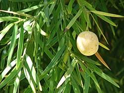 Image result for Afrocarpus