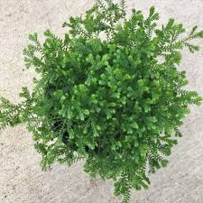 Image result for Gnidia kraussiana