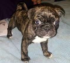 This Is My Bugg Taz He Is A Boston Terrier Pug Mix He Is 7 Weeks Old In This Pic Bugg Puppies Pitbull Terrier Pug Puppies