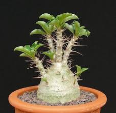 Image result for Pachypodium saundersii
