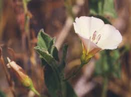Image result for Convolvulus aschersonii