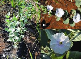 Image result for Bonamia