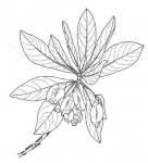 Image result for Terminalia brachystemma ×  sericea