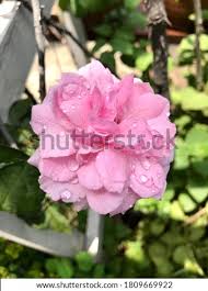 Click here to find out more. Shutterstock Puzzlepix