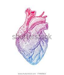 Realistic Human Heart Vintage Style Hand Drawn Illustration Heart Art Print Human Heart Heart Art