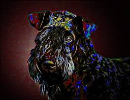 The kerry blue terrier is an exceptional land and water retriever, cattle and sheepherder and also a gallant hunter. Convict 224