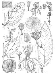 Image result for Flabellaria paniculata