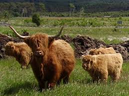Highland cattle may have been brought to the east coast states in the 1920s. Where To See Hairy Highland Coos Secret Scotland